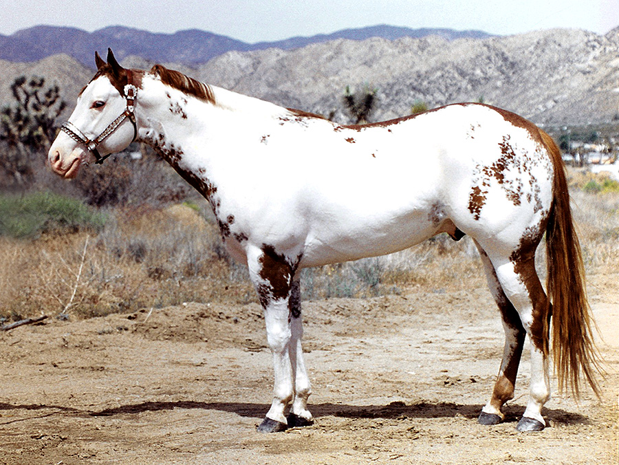 http://www.horsebreedspictures.com/wp-content/uploads/2015/09/American-Paint-Horse-Overo.jpg