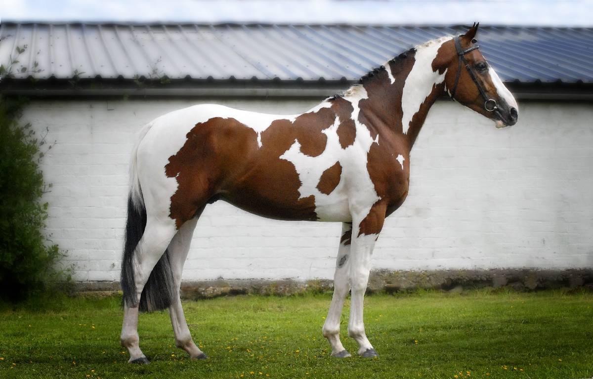 American Paint Horse Info, Origin, History, Pictures