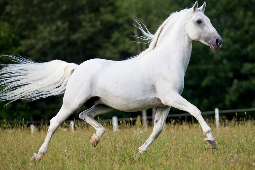 Lipizzan-Photos.jpg