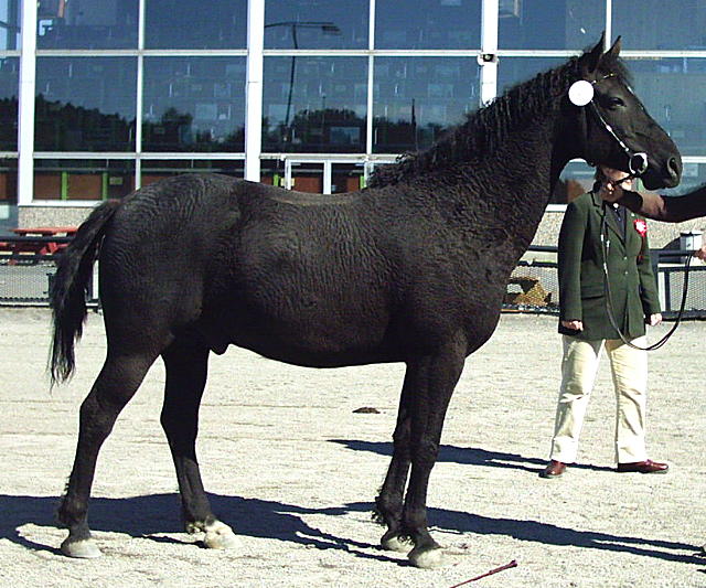 Black-Curly-Horse.jpg