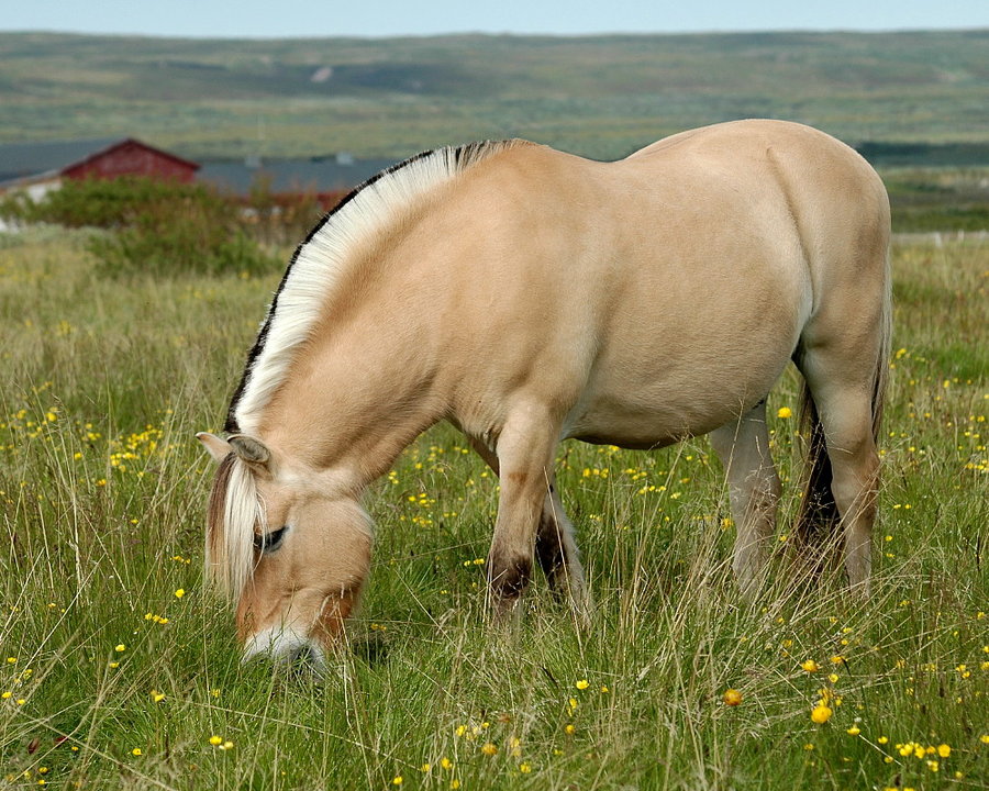 Fjord-Horse-Wallpaper.jpg