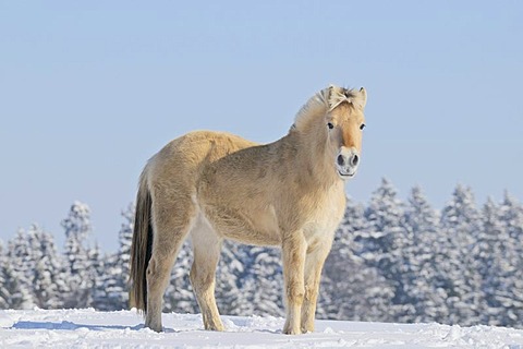 Fjord-Horse-in-Snow.jpg