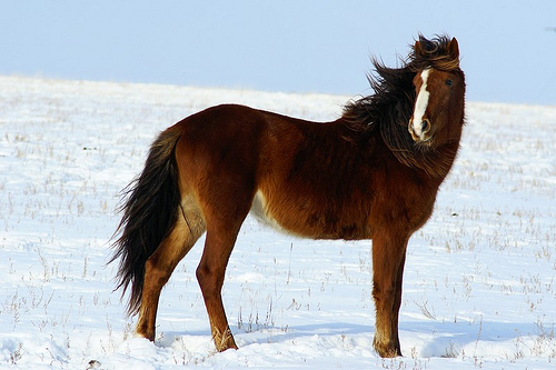 Kazakh-Horse-Pictures.jpg
