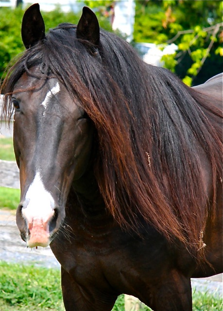 kentucky horse