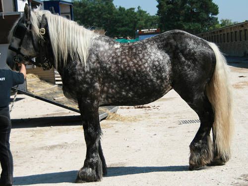 Noriker-Draft-Horse.jpg