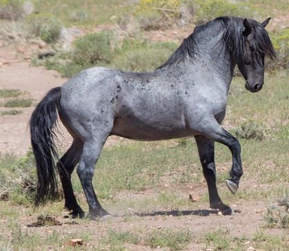 Spanish Mustang Horse Info, Origin, History, Pictures