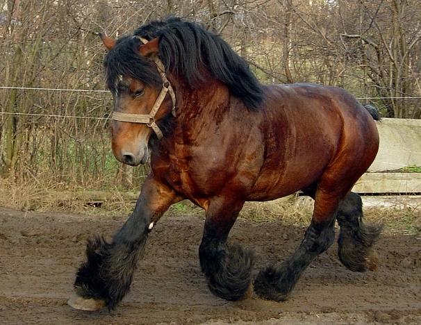 Ardennes-Horses.jpg