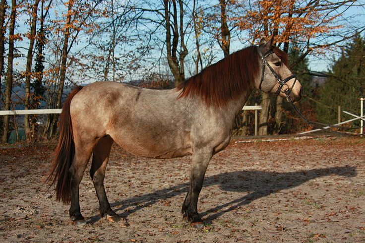 Bosnian-Mountain-Horse-Pictures.jpg
