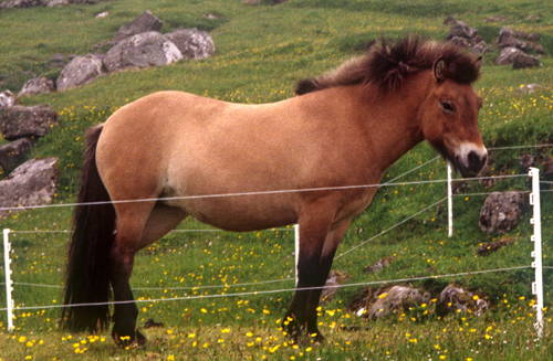 http://www.horsebreedspictures.com/wp-content/uploads/2016/08/Faroe-Pony.jpg