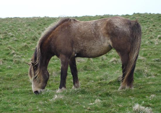 Lundy Pony Information, Origin, History, Pictures