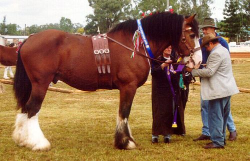 Australian-Draught-Horse-Stallion.jpg