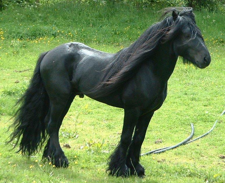 Fell Pony Information Origin History Pictures