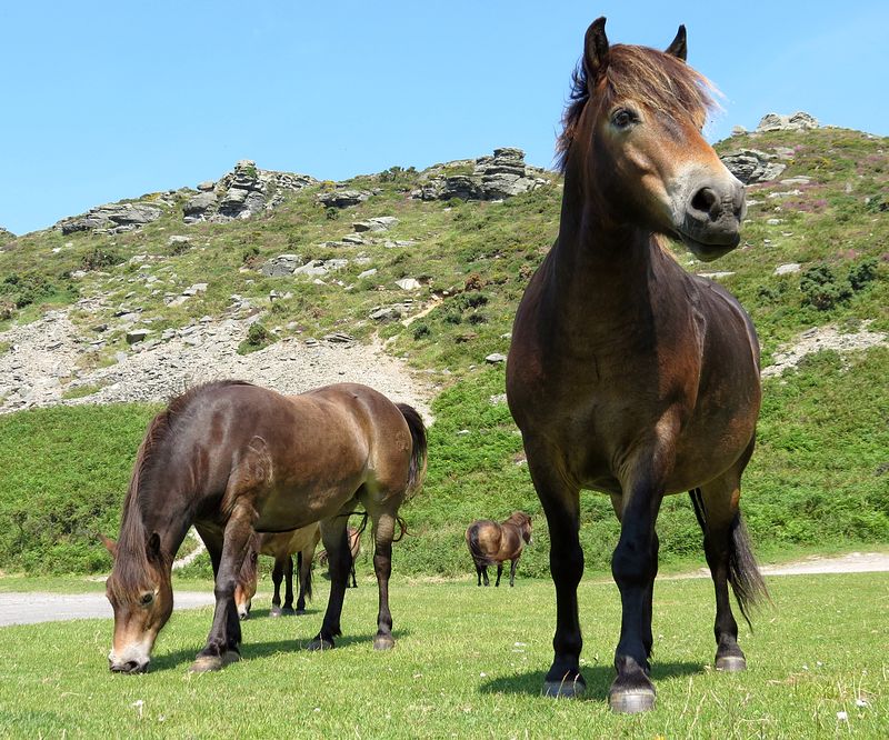 Exmoor-Ponies.jpg
