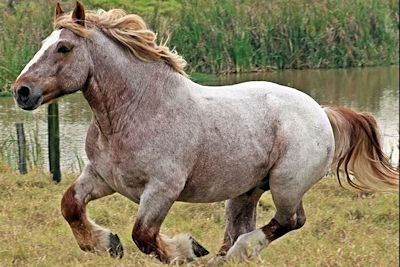 Breton-Draft-Horse.jpg