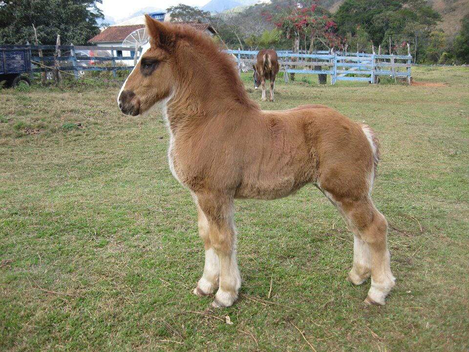 Breton-Horse-Foal.jpg