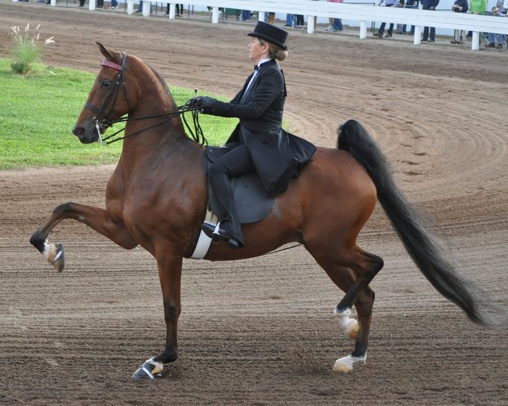 Saddlebred.jpg