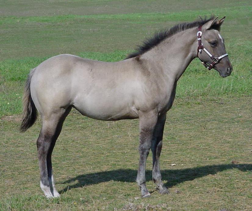 grulla azteca horse