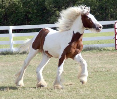 Beautiful Gypsy Vanner Cob Mare and Foal Single Linen Modern Wide Swap P/Card 