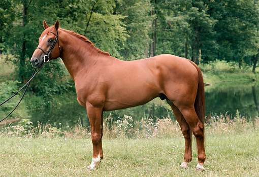 Horse Breeds | The Horse Forum