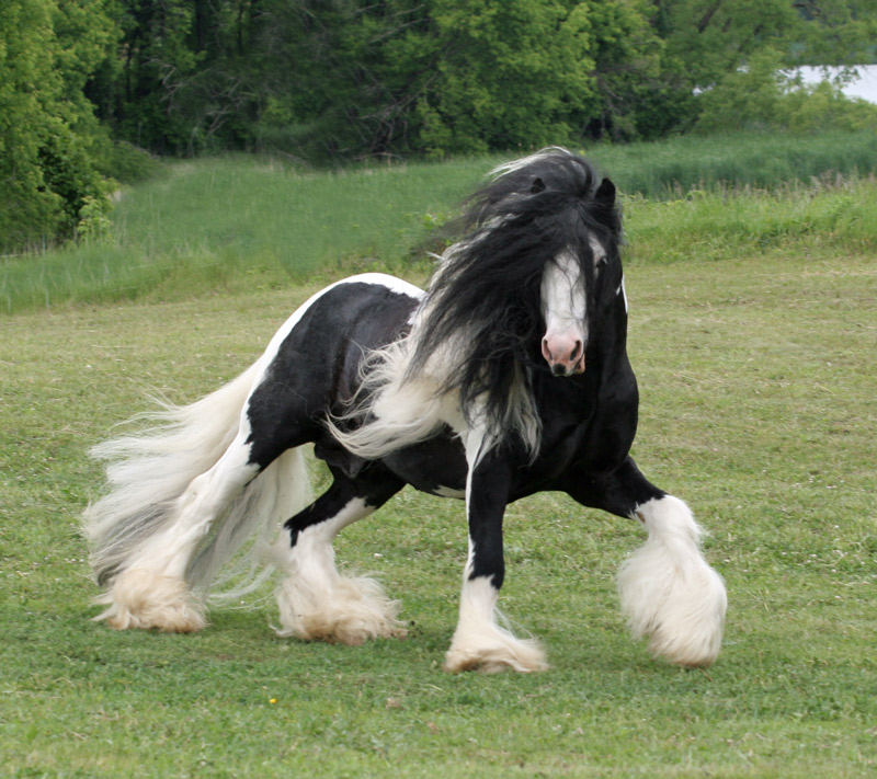 gypsy vanner horses