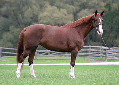 Belgian Horses | HorseBreedsPictures.com | HorseBreedsPictures.com