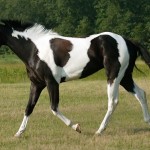 American Paint Horse Info, Origin, History, Pictures