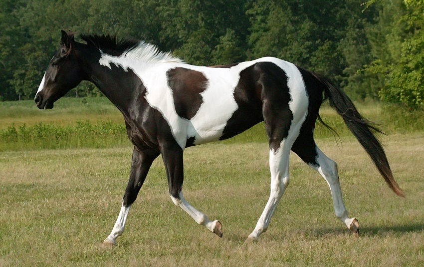 American Paint Horse Info Origin History Pictures