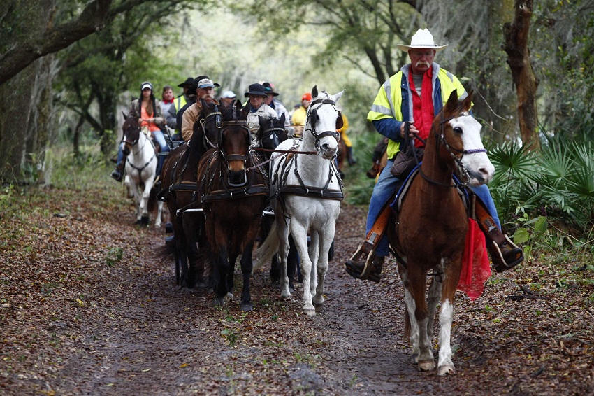 Florida Cracker Horse Info, Origin, History, Pictures