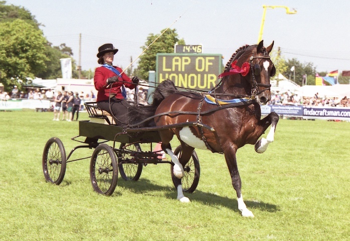 Hackney Horse Info Origin History Pictures