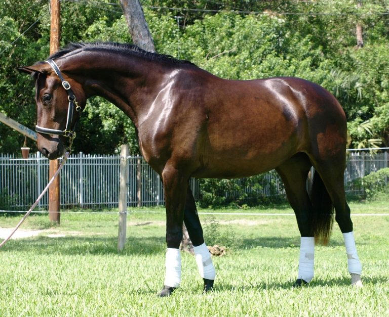 Hanoverian Horse Info, Origin, History, Pictures