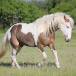 Curly Horse Info, Origin, History, Pictures