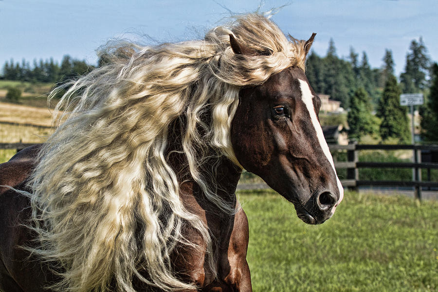 black draft horse breeds