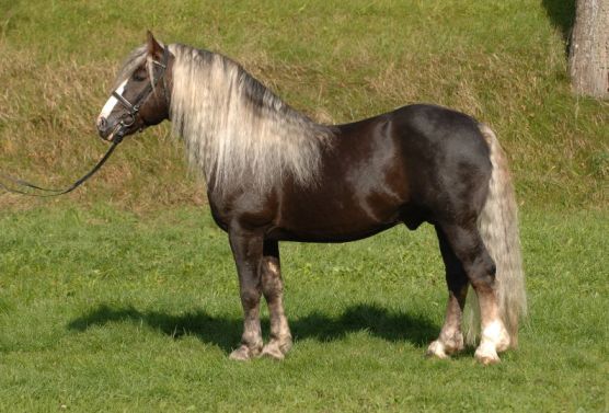 black draft horse breeds