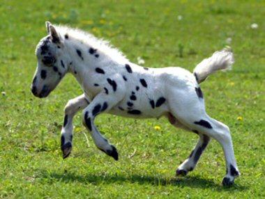Baby cry falabella online