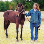 Carolina Marsh Tacky Horse Info, Origin, History, Pictures