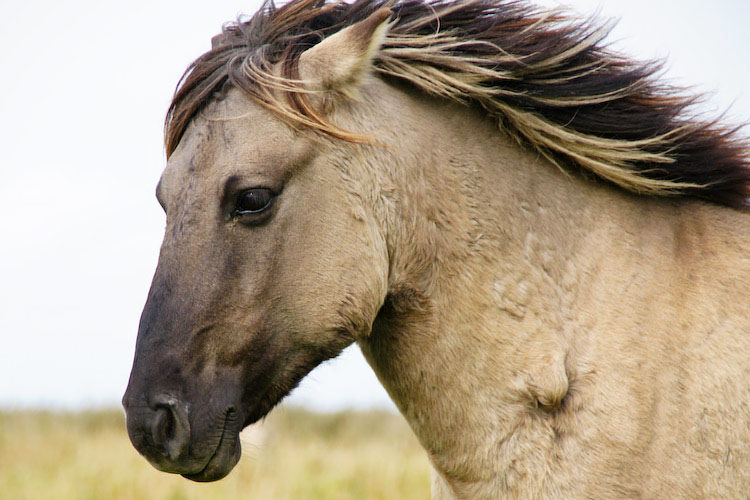 Konik Horse Info, Origin, History, Pictures