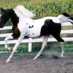 National Show Horse Info, Origin, History, Pictures