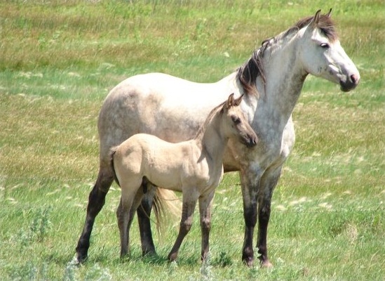 Nokota Horse Info, Origin, History, Pictures