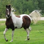 Pintabian Horse Info, Origin, History, Pictures