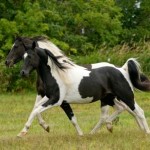 Pintabian Horse Info, Origin, History, Pictures