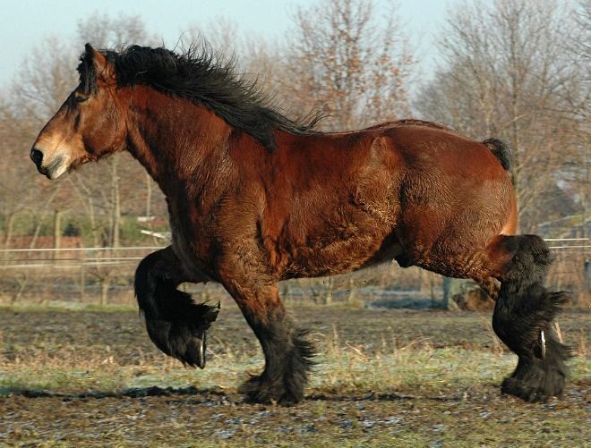 How long does belgian horses live