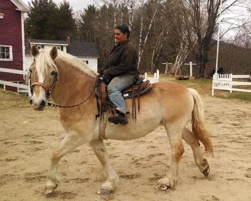 Belgian Draft Horse Info Origin History Pictures