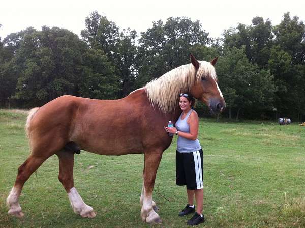 Belgian Draft Horse Info Origin History Pictures