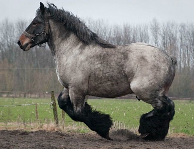 Belgian Draft Horse Info Origin History Pictures