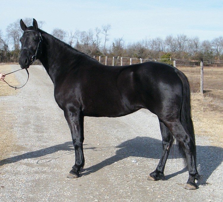 Standardbred Horse Info, Origin, History, Pictures