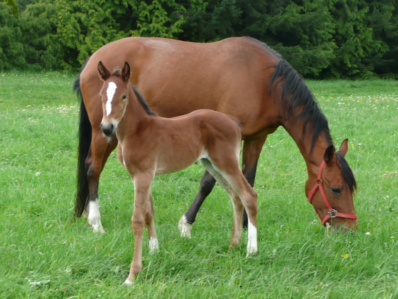 Standardbred Horse Info, Origin, History, Pictures