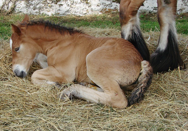 black ardennes horse