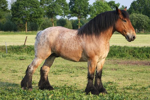 Ardennes Horse Info, Origin, History, Pictures