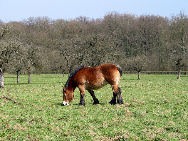 Ardennes Horse, The Ardennes or Ardennais is one of the old…