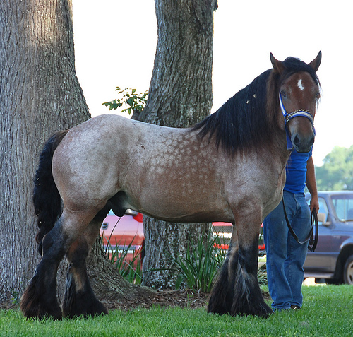 Ardennes Horse, The Ardennes or Ardennais is one of the old…